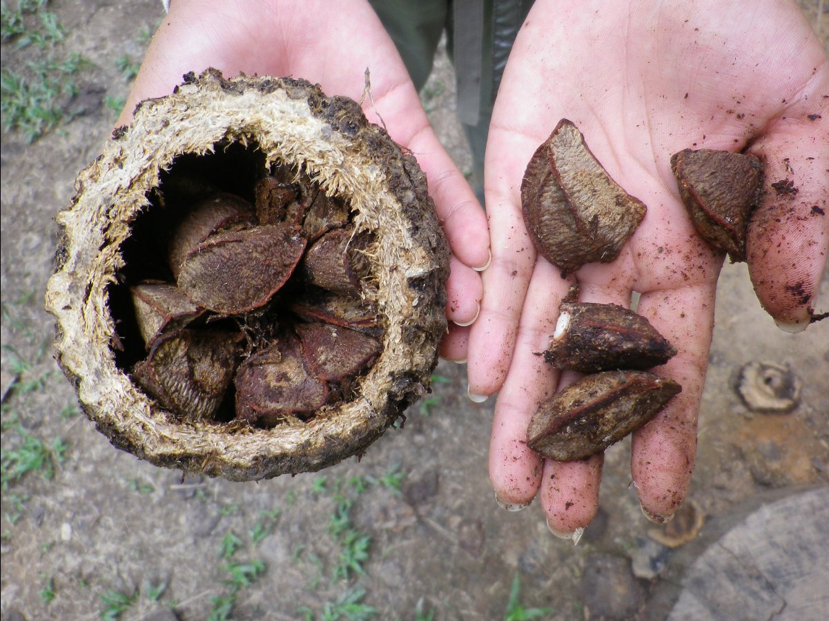 Brazilian Nuts08